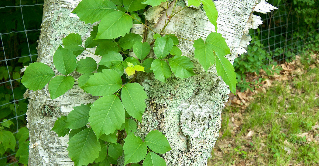 What You May Not Know About Poison Ivy