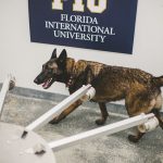 Miami International Airport to start using COVID-19 detection dogs in new study