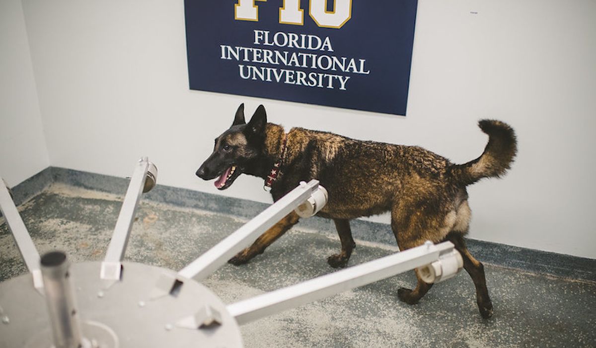 Miami International Airport to start using COVID-19 detection dogs in new study