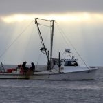 Study: Parasite devastated Chesapeake Bay oysters in 1980s