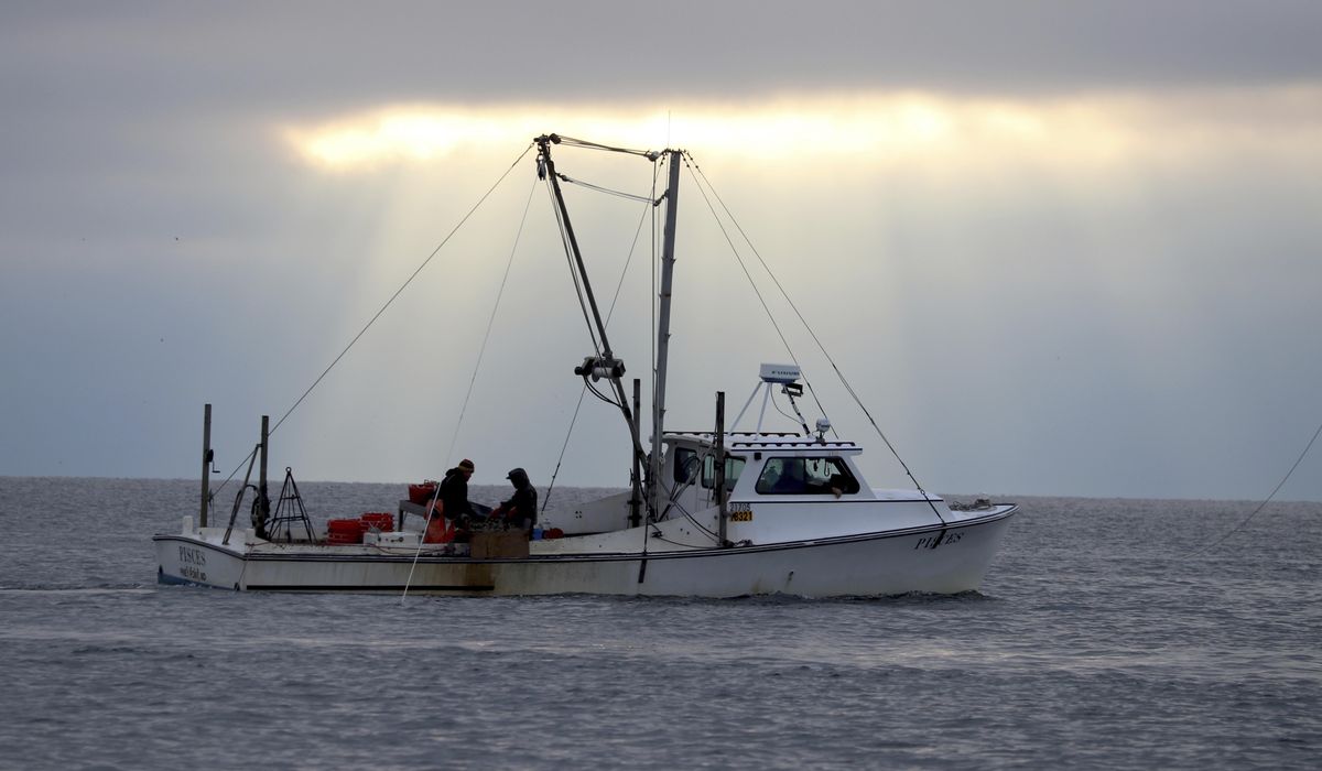 Study: Parasite devastated Chesapeake Bay oysters in 1980s