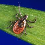 New York health officials warn about increase in rare tick-borne illness