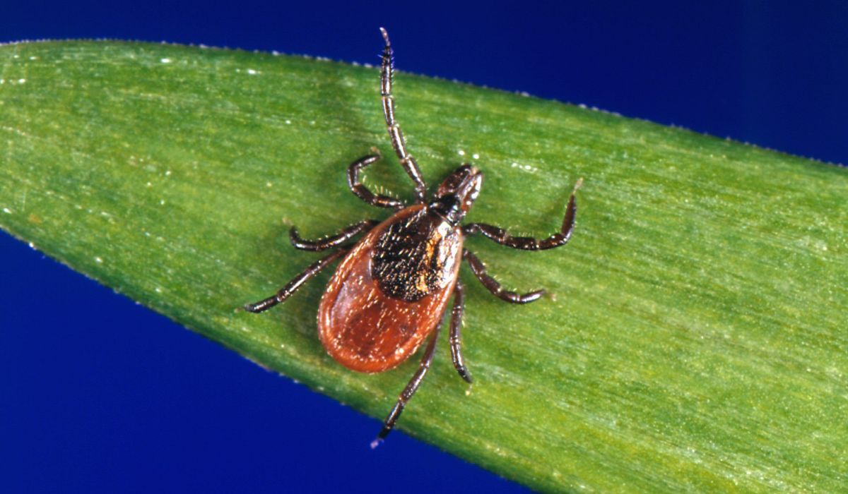 New York health officials warn about increase in rare tick-borne illness