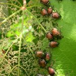 The Japanese Beetles Are Back