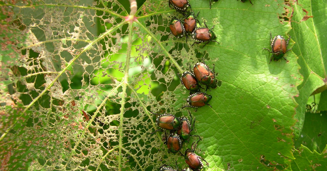 The Japanese Beetles Are Back