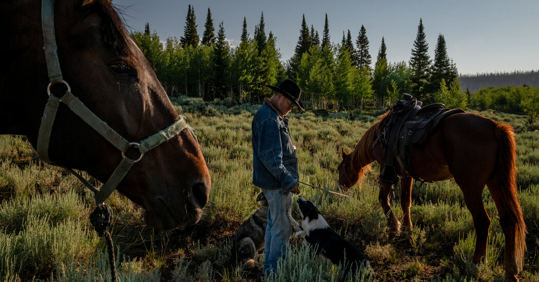 Utah Farm Draws a Rare Breed: The American Shepherd