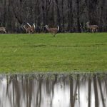 40% of wild deer have coronavirus antibodies, new study finds