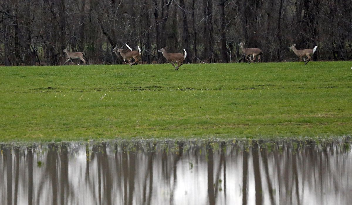 40% of wild deer have coronavirus antibodies, new study finds