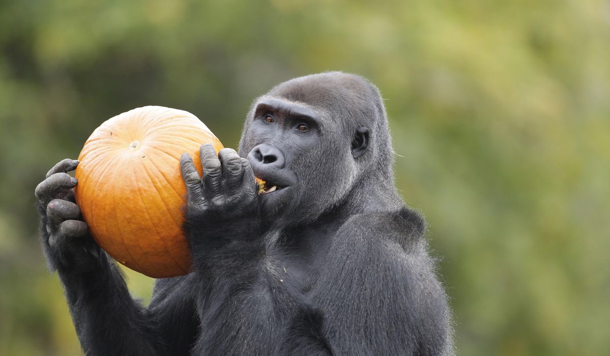 Detroit Zoo animals given COVID-19 vaccine