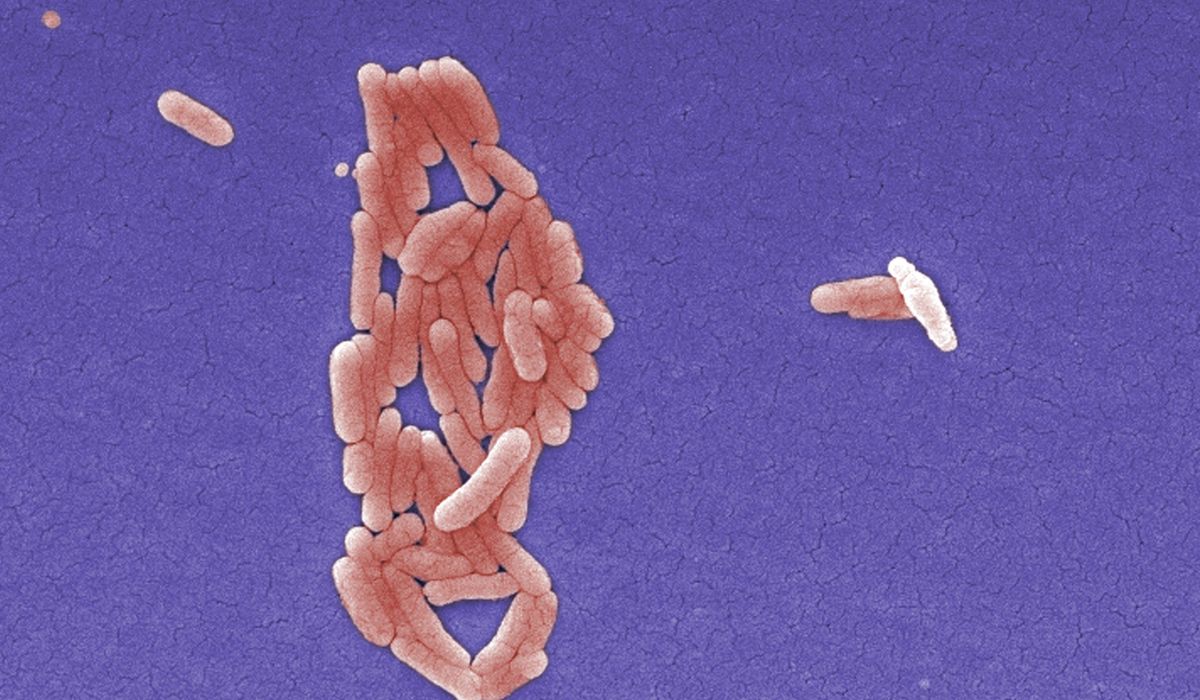 CDC investigating mysterious salmonella outbreak in 25 states