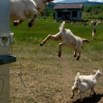 The Unconventional Weapon Against Future Wildfires: Goats