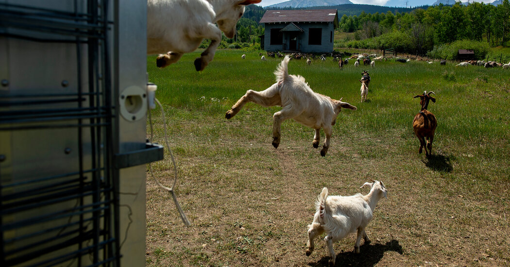 The Unconventional Weapon Against Future Wildfires: Goats