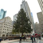 Home for the holidays: Rockefeller tree arrives in NYC