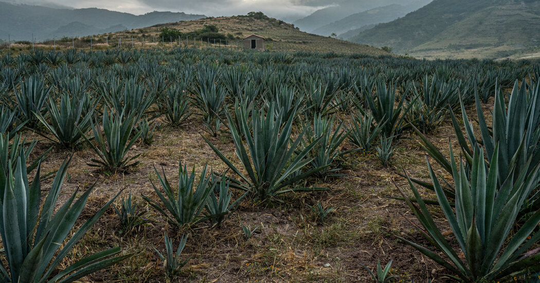 If You Sell ‘Oaxaca in a Bottle,’ What Happens to Oaxaca?