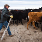 Beef Prices Are Soaring, But Cattle Ranchers Aren’t Cashing In