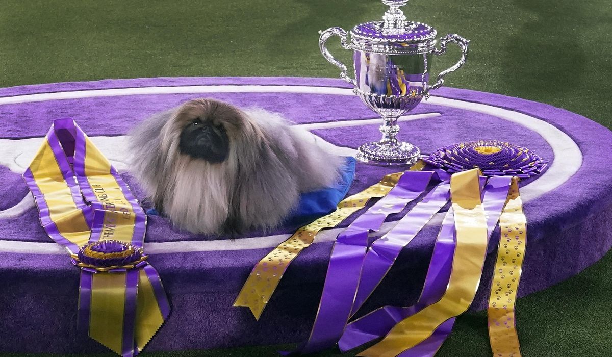 Virus postpones Westminster Kennel Club’s annual dog show