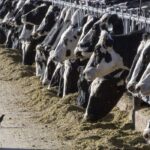 U.S. wins trade spat with Canada over dairy