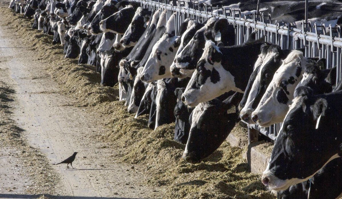 U.S. wins trade spat with Canada over dairy