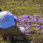 This Phoenix-Based Saffron Business is Helping End Child Labor in Afghanistan