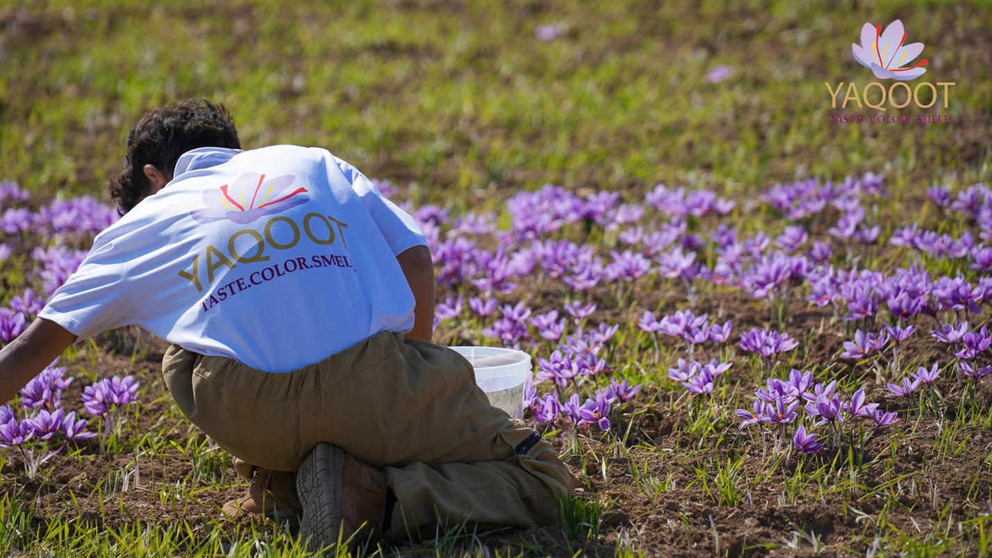 This Phoenix-Based Saffron Business is Helping End Child Labor in Afghanistan